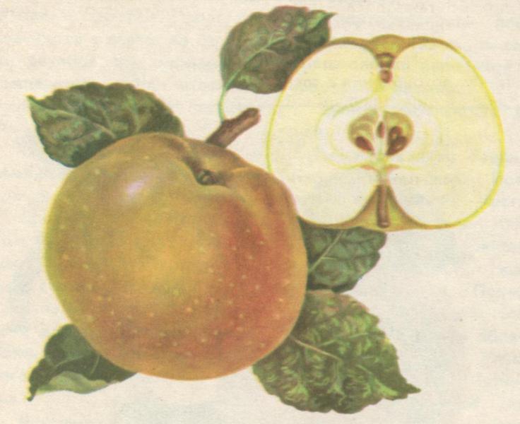 Характеристика сортов яблони по химическому составу плодов